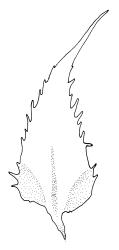 Fabronia australis, leaves. Drawn from J. Child s.n., 25 Aug. 1970, CHR 430656.
 Image: R.C. Wagstaff © Landcare Research 2014 